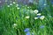 White Daisies and Blue Forget-Me-Nots