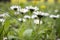 White daisies, bottom view, close up. Summer floral background