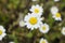White daisies (chamomiles)