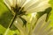 White daisies close up a amongst the leaves