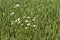 White daisies in cornfield, Netherlands