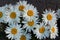 White daisies on dark gray asphalt.