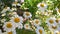 White daisies in a field. Blooming flowers chamomile. Wildflowers on a background of green meadow grass. Beauty in nature. Summer
