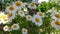 White daisies in a field. Blooming flowers chamomile. Wildflowers on a background of green meadow grass. Beauty in nature. Summer