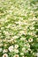 White daisies flower background