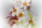 White daisies flowers floating on transparent water.