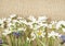 White daisies frame on burlap background.