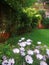 White daisies in the garden