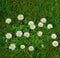 White daisies and green grass