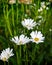 White daisies growing wild