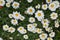 White daisies Leucanthemum vulgare