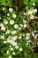 White Daisies on a Meadow