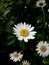 white daisies in a meadow in a shady park