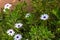 White Daisies with purple center