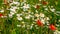 White daisies and red poppy in a field in summer