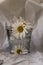 White daisies in a small zinc cauldron over a white background of crumpled tissue paper