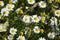 White Daisies & Wheat - Idaho