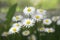 White daisies | White flowers in the garden, Bellis perennis