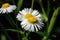 White daisies with a yellow middle closeup