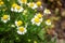 White daisies. Yellow and white flowers