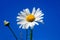 White Daisy against blue sky, shallow depth of field