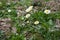 White daisy blooming on the rocks