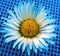 White Daisy on the Blue Background.