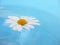 White Daisy on Blue Background