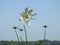 White daisy with blue sky background
