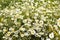 White daisy chamomile blossom panoramic photography, blooming chamomile meadow summer