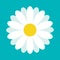 White daisy chamomile. Cute flower plant collection. Love card. Camomile icon Growing concept. Flat design. Green