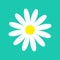 White daisy chamomile flower round icon. Cute plant collection. Camomile petal. Love card. Growing concept. Flat design. Green bac