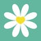 White daisy chamomile icon. Cute flower plant collection. Love card. Yellow heart center. Valentines day Camomile Growing concept