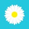 White daisy chamomile marguerite icon. Cute flower plant collection. Love card. Camomile icon Growing concept. Flat design. Blue b