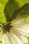 White daisy close up a amongst the leaves