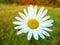 White daisy on colourful background