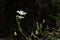 White daisy on dark background