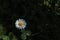 White daisy on dark background