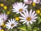 White daisy Dimorphotheca pluvialis flowers