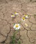 A white Daisy in the dry, cracked soil