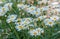 White daisy field in garden