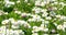 White Daisy Field In Spring