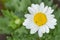 White Daisy Flower Blooming in Garden