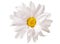 White Daisy Flower Daisies Flowers Isolated