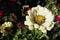 White Daisy Flower in dark garden