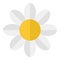 White Daisy Flower Flat Icon Isolated