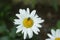 White daisy flower with flies in daisies garden.