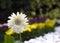 White Daisy Flower with Garden / pebbles background