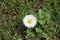 white daisy flower in the grass of the Groene Hart park in Nieu