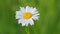 White daisy flower. Mayweed. Close up. Slow motion. Top view.